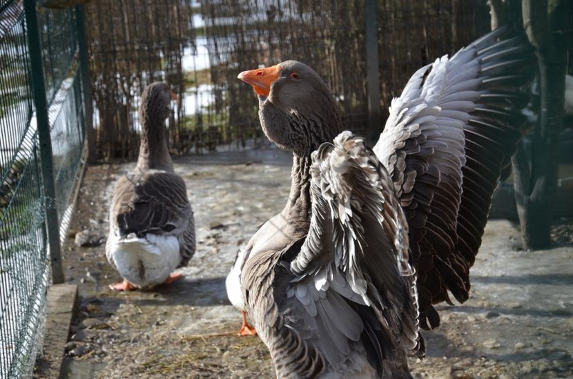 Cheia dec 2017 063 - 1-a decembrie 2017