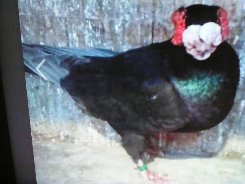  - B E R B E R I  ---    BARBS  PIGEONS