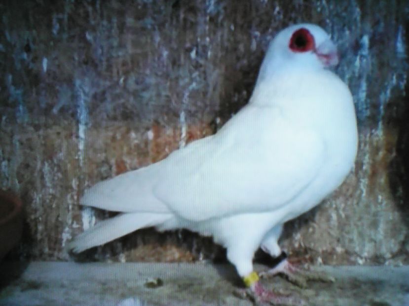 Belgian  2017 - B E R B E R I  ---    BARBS  PIGEONS