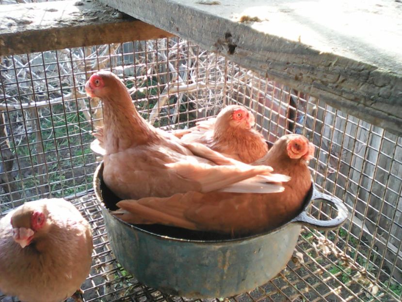  - B E R B E R I  ---    BARBS  PIGEONS