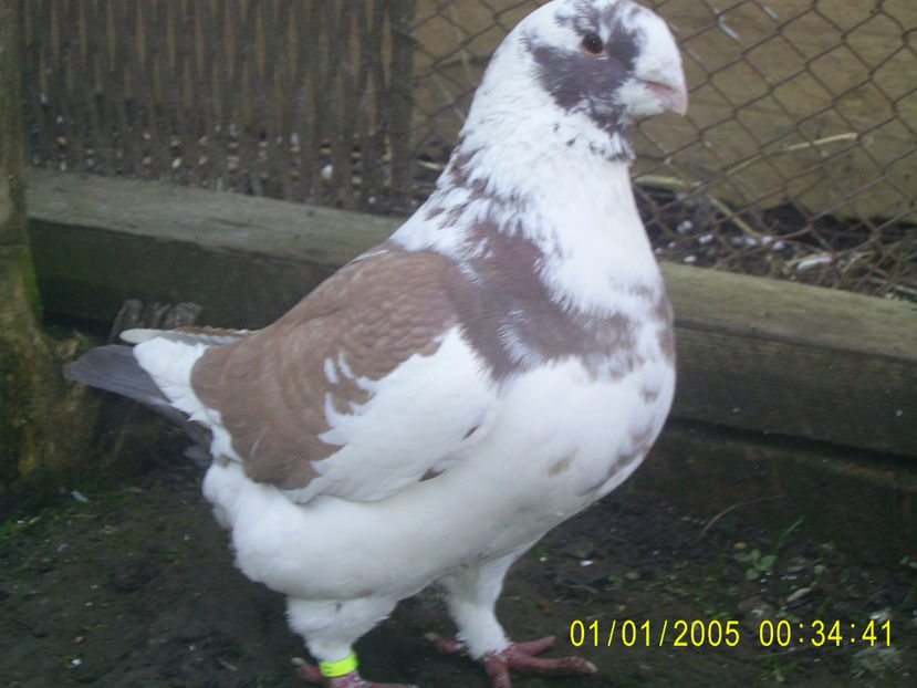 PIC_0668 - masculi matca - 2018