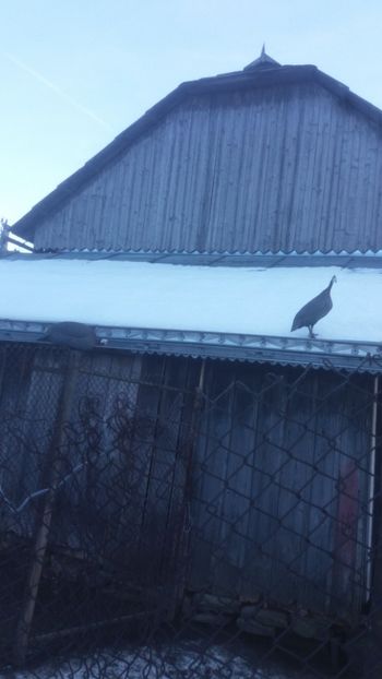 20171225_153530(0) - 05 Arhiva Bibilici - Picheri
