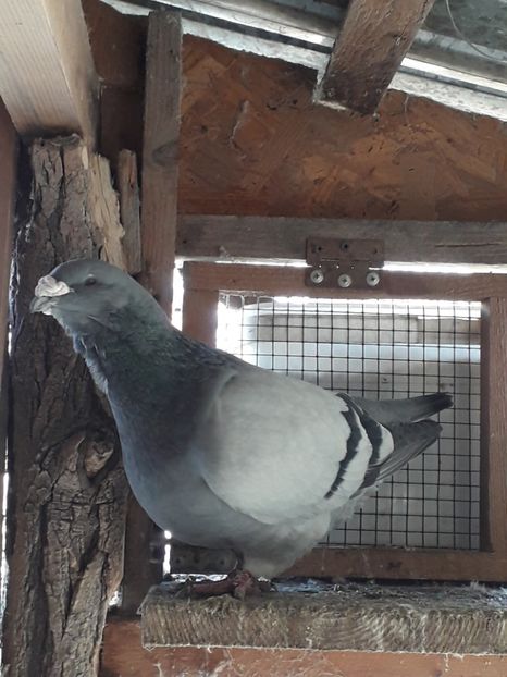 M 2016 - Voiajori Standard