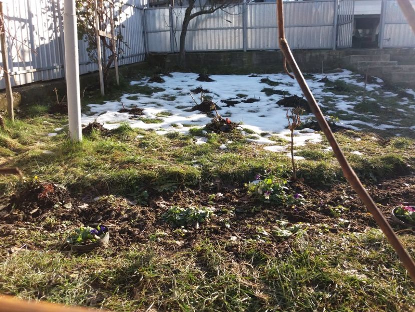 Soarele de decembrie❤ - 000000000000001   GRADINA MEA