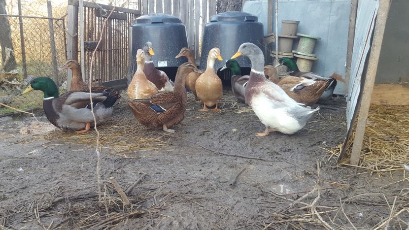  - 4 -Rouen si Saxone - matca 2018