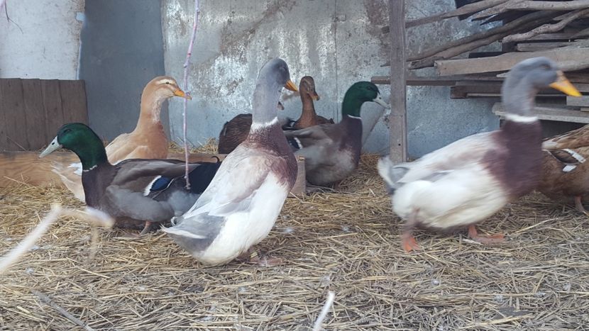  - 4 -Rouen si Saxone - matca 2018