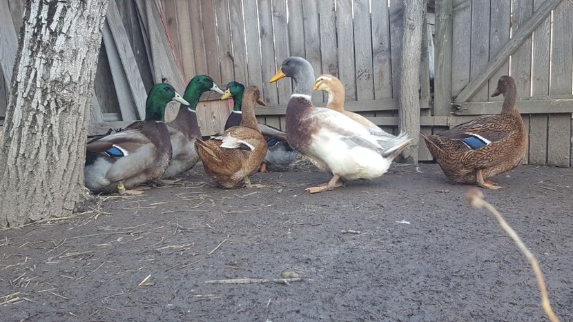  - 4 -Rouen si Saxone - matca 2018