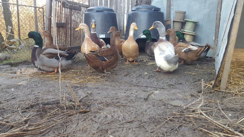  - 4 -Rouen si Saxone - matca 2018