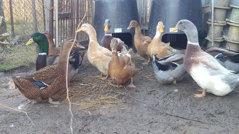  - 4 -Rouen si Saxone - matca 2018