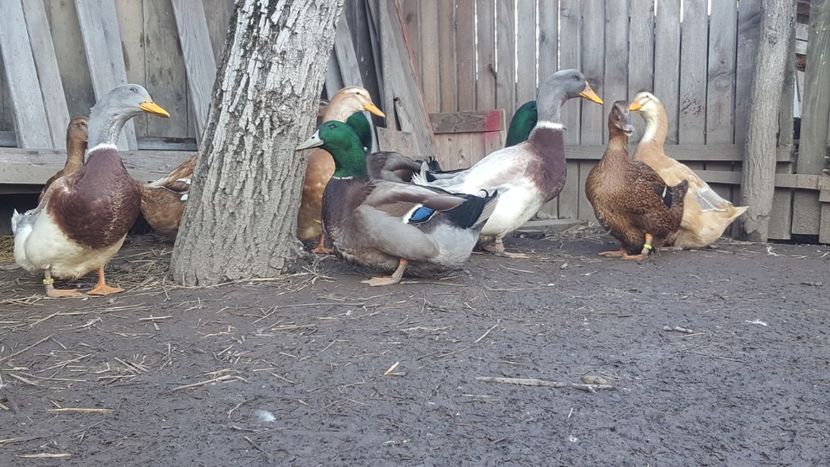  - 4 -Rouen si Saxone - matca 2018