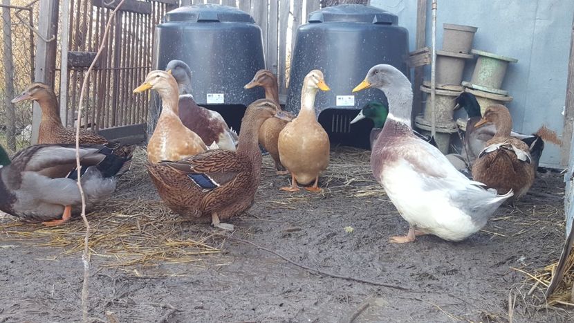  - 4 -Rouen si Saxone - matca 2018