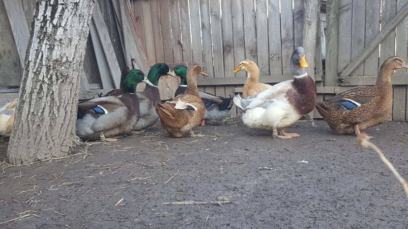  - 4 -Rouen si Saxone - matca 2018