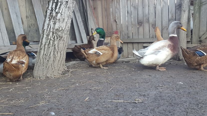  - 4 -Rouen si Saxone - matca 2018