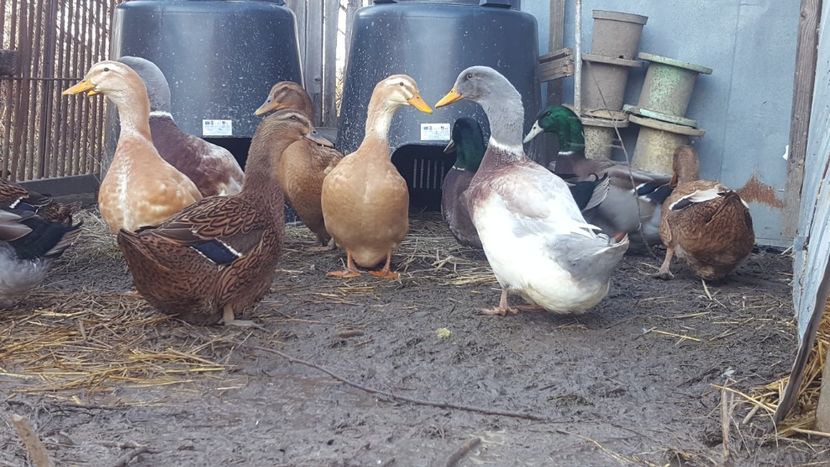  - 4 -Rouen si Saxone - matca 2018