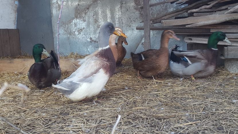  - 4 -Rouen si Saxone - matca 2018