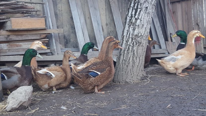  - 4 -Rouen si Saxone - matca 2018