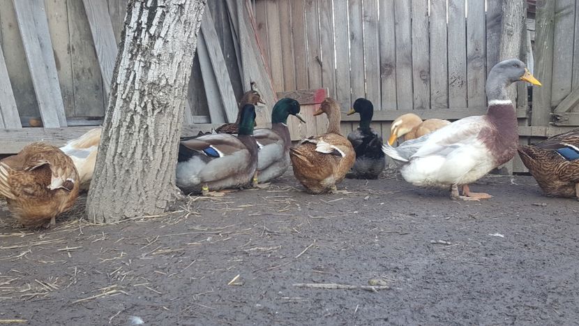  - 4 -Rouen si Saxone - matca 2018