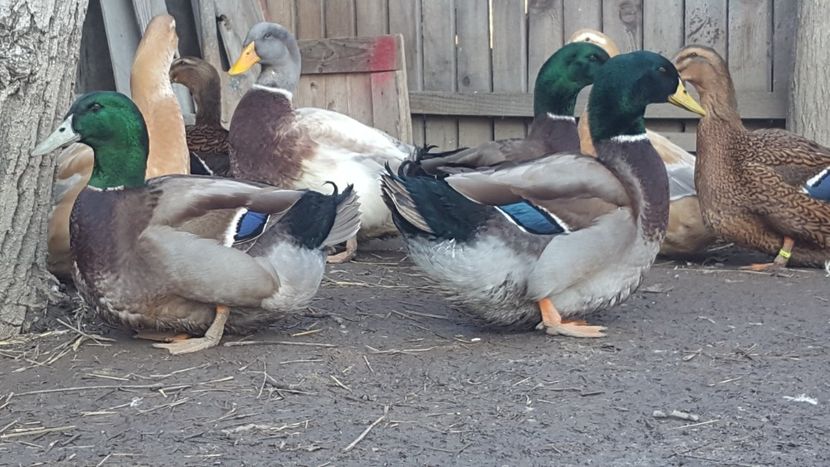  - 4 -Rouen si Saxone - matca 2018