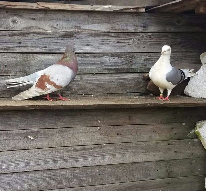 Femela - 4-Jucatori de Galati