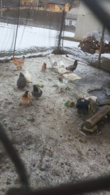  - 01 - Matca pentru 2018