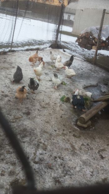  - 01 - Matca pentru 2018