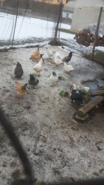  - 01 - Matca pentru 2018