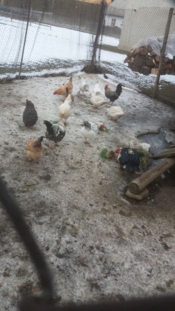  - 01 - Matca pentru 2018