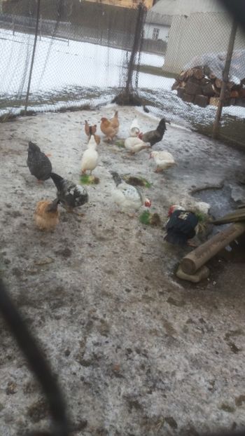  - 01 - Matca pentru 2018