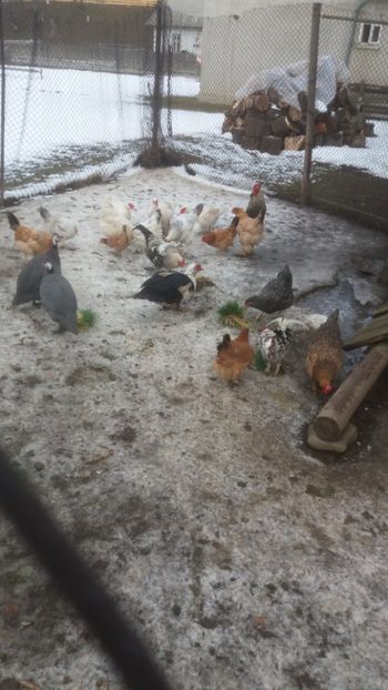  - 01 - Matca pentru 2018