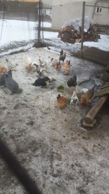  - 01 - Matca pentru 2018