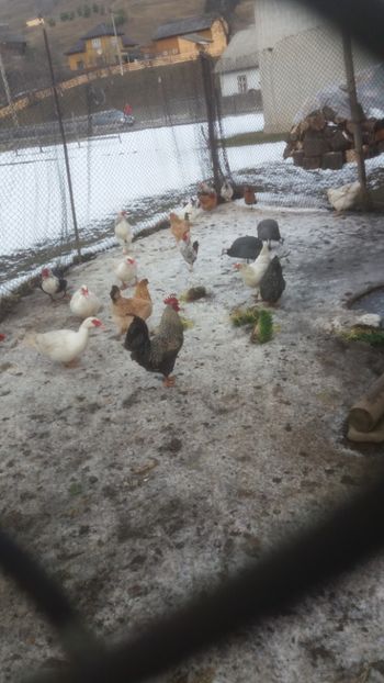  - 01 - Matca pentru 2018