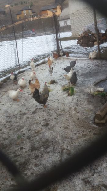  - 01 - Matca pentru 2018