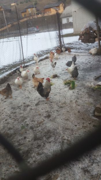  - 01 - Matca pentru 2018