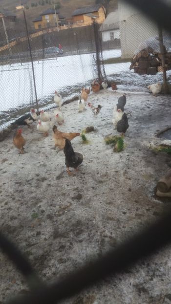  - 01 - Matca pentru 2018