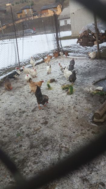  - 01 - Matca pentru 2018