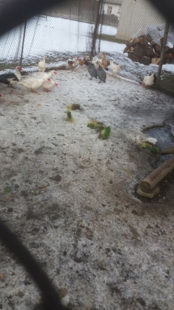  - 01 - Matca pentru 2018