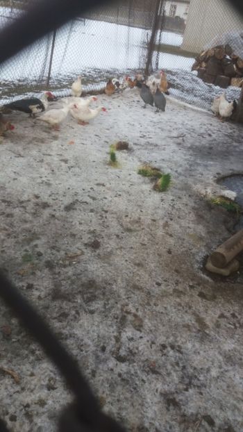  - 01 - Matca pentru 2018