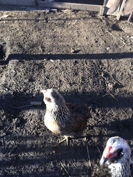 IMG-20171227-WA0005 - Araucana argintiu 2018