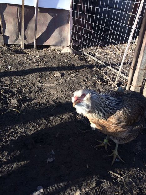 IMG-20171227-WA0008 - Araucana argintiu 2018