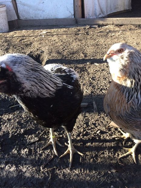 IMG-20171227-WA0007 - Araucana argintiu 2018