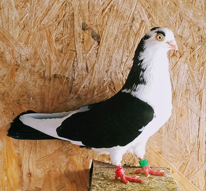 M-2016 - P-Porumbei Jucători de Galați