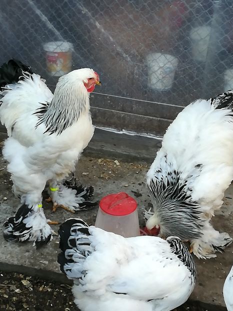  - Brahma herminat deschis 2017