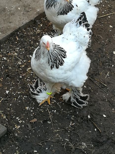  - Brahma herminat deschis 2017