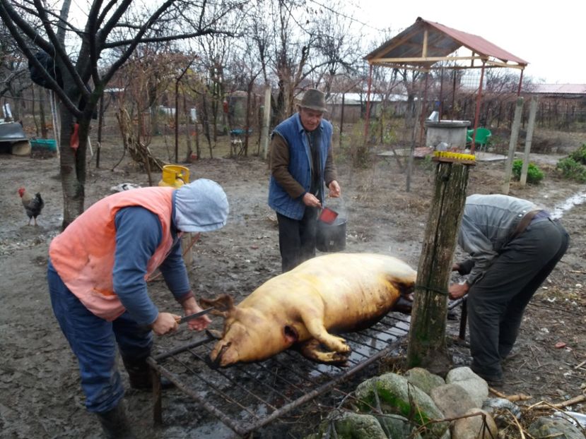  - Sacrificarea porcului decembrie 2017