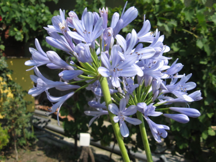 Picture 8346 - 3 FLORI DE CAMERA