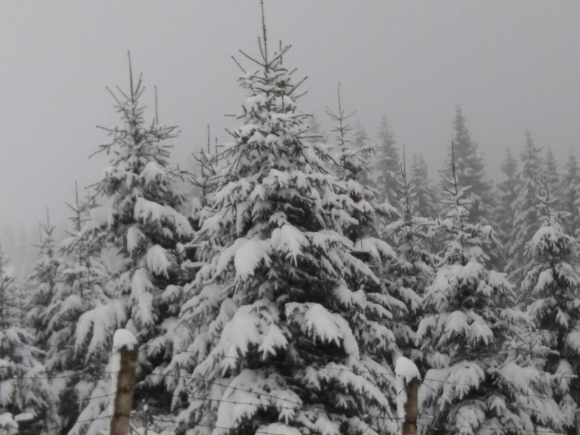  - 1 decembrie 2017 la Rânca