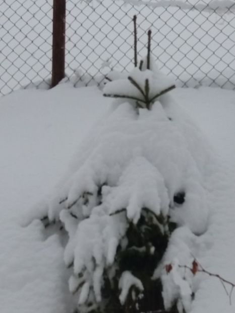  - 1 decembrie 2017 la Rânca