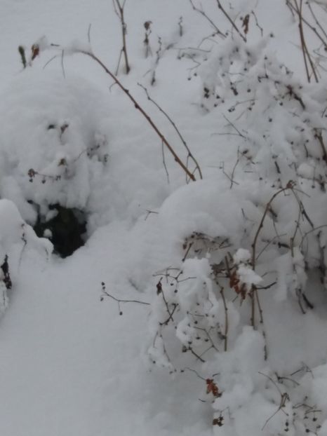  - 1 decembrie 2017 la Rânca