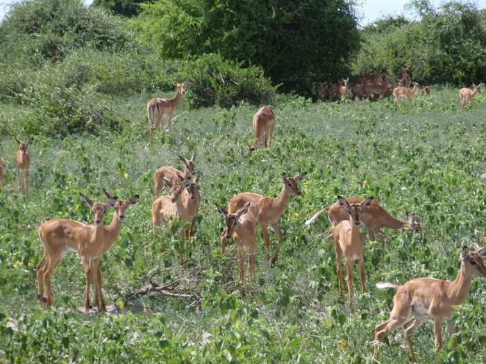 antilope