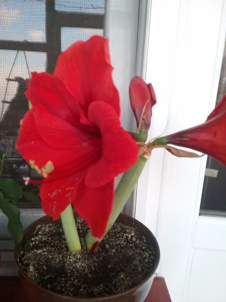  - Amaryllis